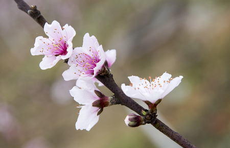 peach blossom in springの写真素材