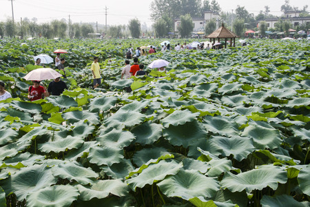 lotus in the lakeのeditorial素材