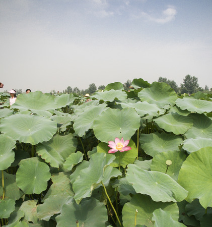 lotus in the lakeのeditorial素材