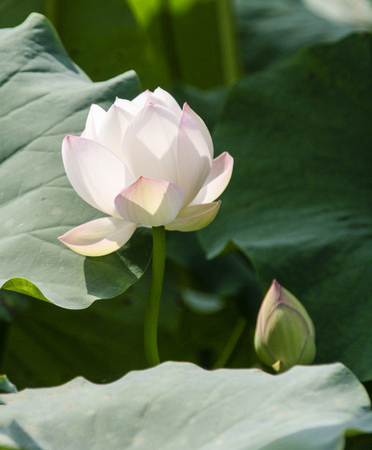 lotus in the lakeの写真素材