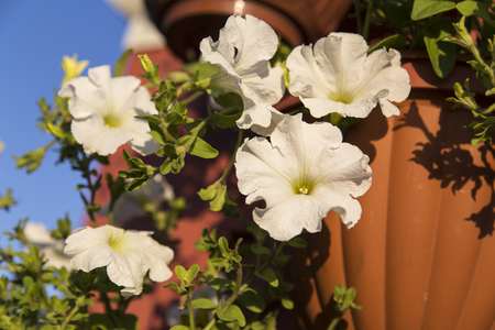 the flowers in the church,russian federationの写真素材
