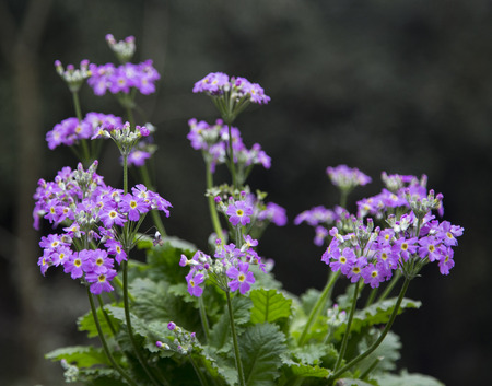 Close up to a flower plantの写真素材