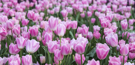 Tulips in the parkの写真素材