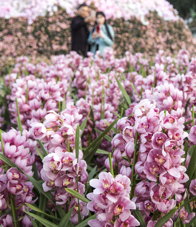 Flower show in the parkの写真素材