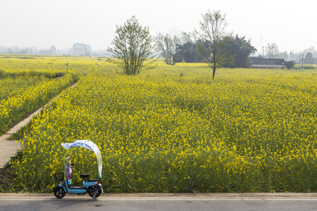 Cole flowers in chengdu,chinaのeditorial素材