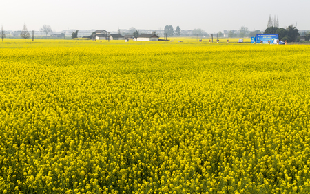 Cole flowers in chengdu,china