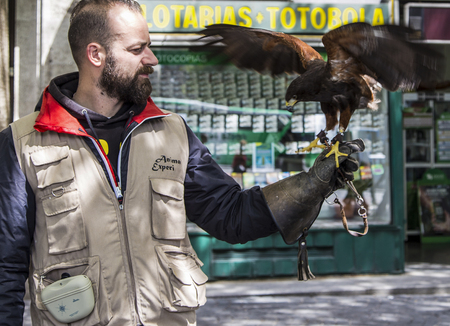 The man and eagle in the street ,porto,portugal
