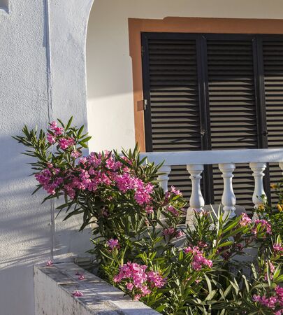 The garden in the villa,faro,portugalの写真素材