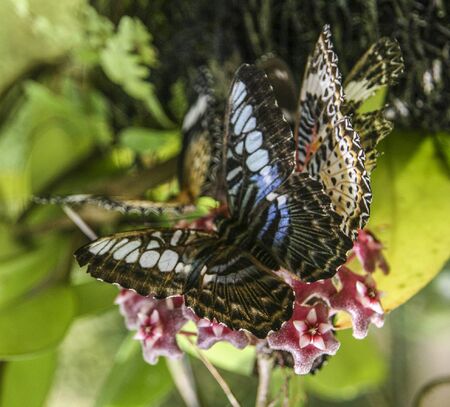 butterfly in the park, penang, malaysiaの写真素材