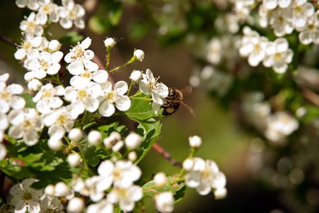 a little bee collecting honey from tree with flowers