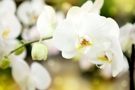 close up of white orchidの写真素材