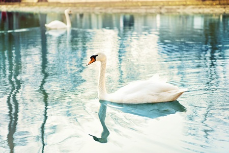 beautiful white swan at lakeの写真素材
