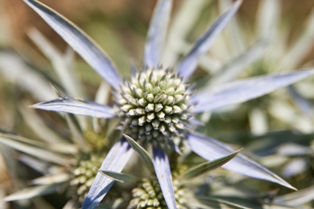 cactus blue flower, close upの写真素材