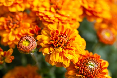 close up of beautiful orange flowers backgroundの写真素材