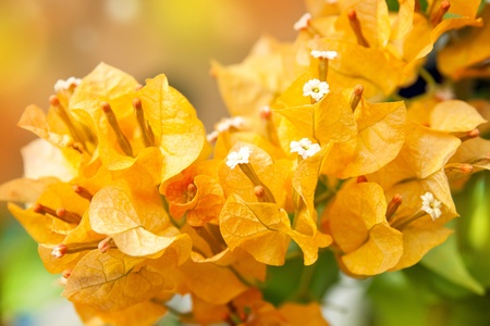 orange flowers, close upの写真素材