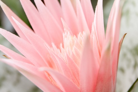 close up of pink cactus flowerの写真素材