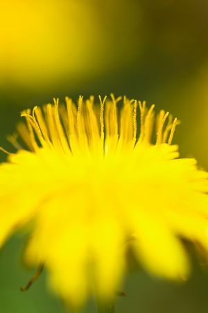 dandelion flower extreme close up with soft focus, beautiful nature detailsの写真素材