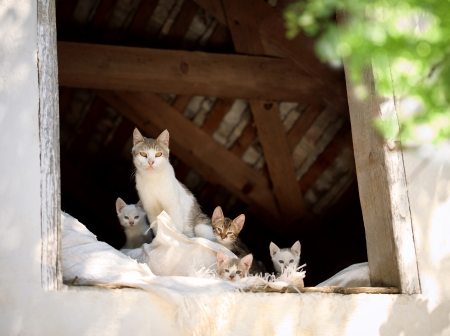 
happy cats family, cat and kittensの写真素材