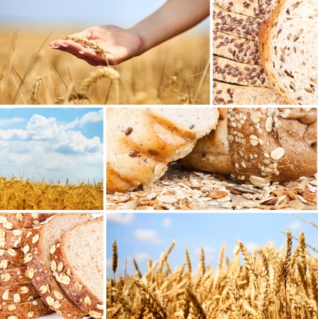 Collage of  wheat and breadの写真素材