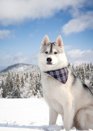 beautiful dog in snowy forestの写真素材