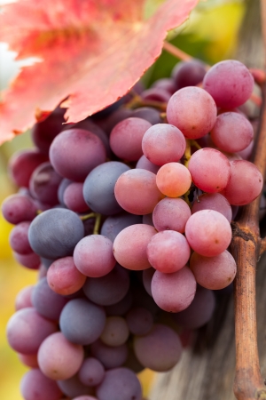 
Close up of grape growing in a sunny vineyardの写真素材