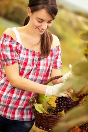 
cheerful female vintner woman harvesting in a vineyardの写真素材