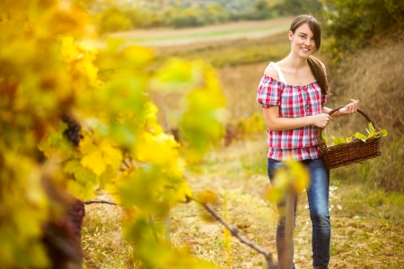 
Young peasant woman with basket grape of  in the vineyardの写真素材