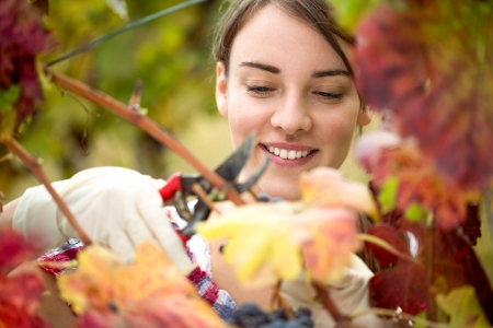 
Smiling vintner harvesting a bunch of grapes in vineyardの写真素材