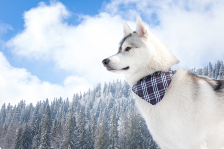 
Siberian Husky in snowの写真素材