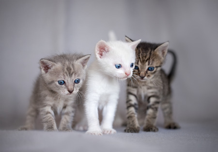 Three cute kittens togetherの写真素材