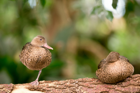 Two female Pheasants in environmentの写真素材