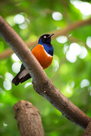 
superb starling, orange-blue bird sits on a branch on brightly green background.の写真素材