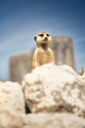 Meerkat peeking behind rock, funny portrait の写真素材