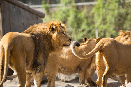 Male lion with his herdの写真素材
