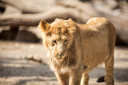 Lion female walking in sunny dayの写真素材