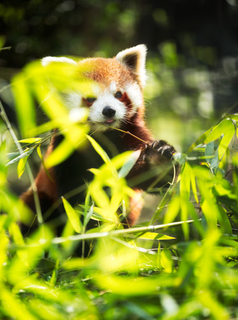 Young red panda eating leaves in natureの写真素材