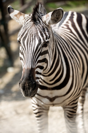 Close-up portrait of a zebraの写真素材