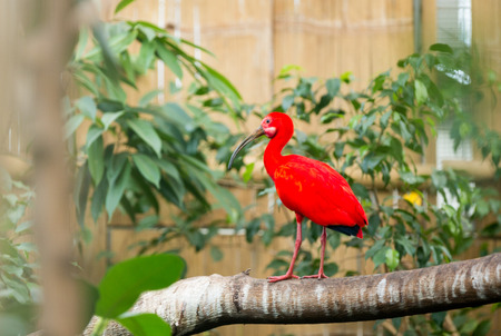  Scarlet ibis (Eudocimus ruber) standing   on branchの写真素材
