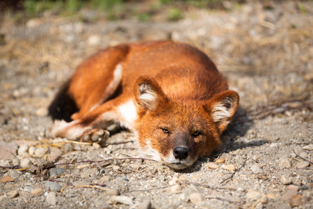 Red Fox  lying and enjoying on sunny dayの写真素材