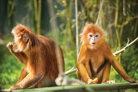  Two funny ebony langur monkey sitting on treeの写真素材
