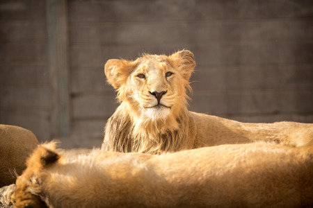 
young funny lion with her herdの写真素材