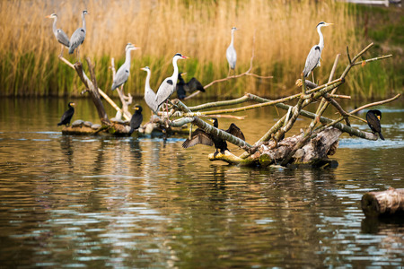Colony of Grey Herons (Ardea cinerea)の写真素材