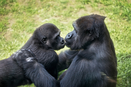 mother gorilla kissing her baby の写真素材