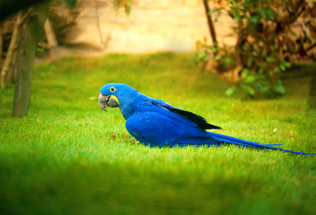 colorful parrot (Blue Parrot) on grassの写真素材