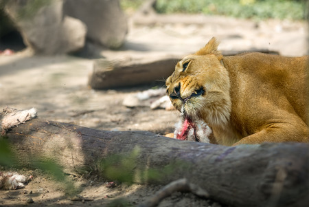 lioness tearing teeth her  mealの写真素材