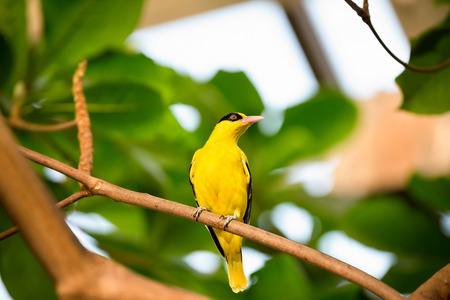 cute yellow  canary on branchの写真素材