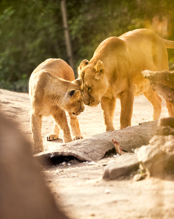 lioness playful with her cubの写真素材