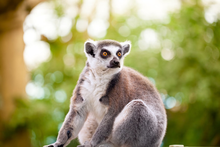 Lemur (Lemur catta) looks out with orange eyes