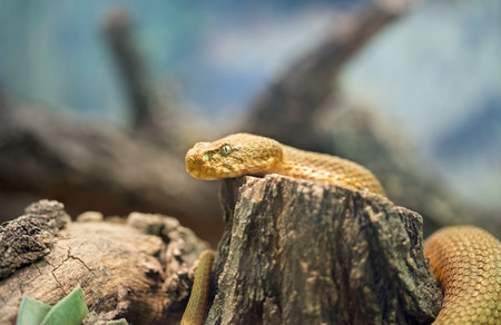 The Japanese Rat Snake (Elaphe climacophora) is a medium sized snake 