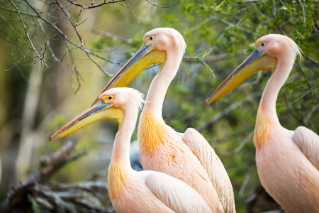 three  white pelican (Pelecanus onocrotalus)の写真素材